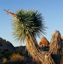 Joshua Tree NP
 Hero