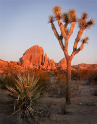 Joshua Tree NP
 Hero