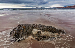 Northern Scottish Highlands
 Hero