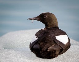Svalbard Archipelego
 Hero