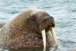 Svalbard Archipelego
 Hero