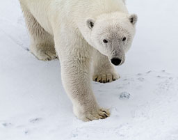 Svalbard Archipelego
 Hero