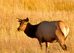 Yellowstone NP
 Hero